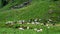 Herd of brown, white and black goats free grazing on the green grass of a mountainside on a cloudy gray summer day in Norway