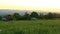 Herd of brown and white cow with calf and bull walking on meadow pasture at sunset. Czech republic