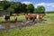 A herd of brown white cow heifers and calves on a farm in rural Denmark