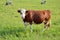 Herd of brown white cows feed on grass in sunshine on the green summer pasture