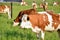 Herd of brown white cows feed on grass in sunshine on the green summer pasture