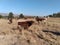 A herd of brown and white cows grazing in a long dry grass field on a sunny day in the winter