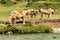 Herd of brown and white horses in Alpine pasture