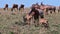 Herd of Bubal antelopes with calves graze