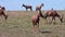 Herd of Bubal antelopes graze