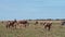 Herd of Bubal antelopes graze while a safari car drives past them