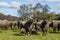 Herd of Bubalus bubalis Water buffalo grazing