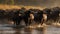 A herd of buffalo crossing a river created with Generative AI