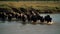 A herd of buffalo crossing a river created with Generative AI