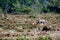 herd of buffalo, digital photo picture as a background