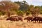 The herd of buffalo goes savanna and pounds in safari in kenya, africa. Trees and grass