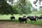 A Herd of Buffalo Grazing in Anuradhapura