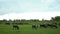 Herd of buffalo grazing in lush green meadow while the rain drizzled.