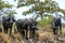 A herd of buffalo near the small town of Panama on the east coast of Sri Lanka.