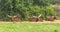 The herd of Buffalo resting near the trees.