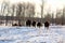 A herd of buffalo walk away in the cold winter