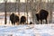 A herd of buffalo walk away in the cold winter