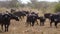 Herd of buffalo walking on a dusty ground in the African savannah