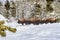 Herd of buffalo in Yellowstone National Park in Winter