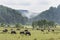 A herd of buffaloes