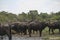 Herd of buffaloes drinking, with elephant and zebra, Kruger NP, South Africa