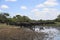 Herd of buffaloes drinking at a pond on a bush plain, Kruger NP, South Africa