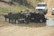 Herd of buffaloes drinking at a pond on a dirt road, Kruger NP, South Africa