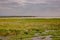 A herd of buffaloes grazing in the panoramic savannah grassland landscapes of Amboseli National Park in Kenya