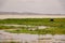 A herd of buffaloes grazing in the panoramic savannah grassland landscapes of Amboseli National Park in Kenya