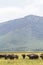 A herd of buffaloes inside a volcano NgoroNgoro. Tanzania, Africa