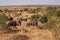 Herd of buffalos grazing on the pasture