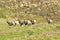 A herd of bull Elks