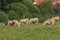 Herd of bulls and cows grazed on green meadow.