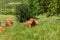 Herd of bulls and cows grazed and resting on green meadow.