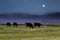 A herd of bulls graze in a meadow landscape on the moon stars night sky background.  Picturesque view of cattle grazing