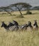 Herd of Burchell\'s Zebra.