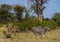 Herd of Burchell`s Zebra in the African bush