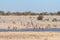 Herd of Burchells zebras, Equus quagga burchellii, at a waterhole