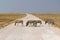 Herd of Burchells zebras in Etosha wildpark