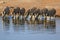Herd of Burchells zebras in Etosha wildpark