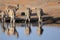 Herd of Burchells zebras in Etosha wildpark