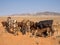 Herd of calfs standing and laying in front of mountains and sand, Damaraland, Namibia, Southern Africa
