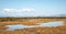 The herd of calves or cows pasture in the field of wetland Delta Evros National park Thrace Greece