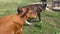 herd of calves grazes in meadow, field during sunny day with clear sky. veterinarian Nature, Dairy products, beef