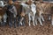 Herd Of Calves In Rodeo Arena