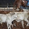 Herd Of Calves In Rodeo Arena