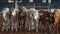 Herd Of Calves In Rodeo Arena