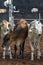 Herd Of Calves In Rodeo Arena