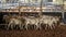 Herd Of Calves In Rodeo Arena