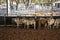 Herd Of Calves In Rodeo Arena